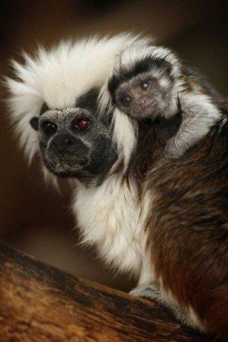 Ecowasi Veras